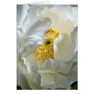 Tree Peony Card