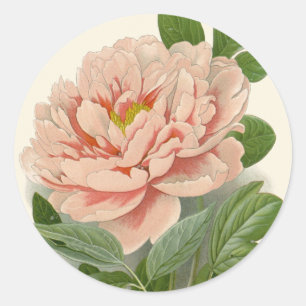 Tree Peony – Elegant Vintage Botanical Design Classic Round Sticker