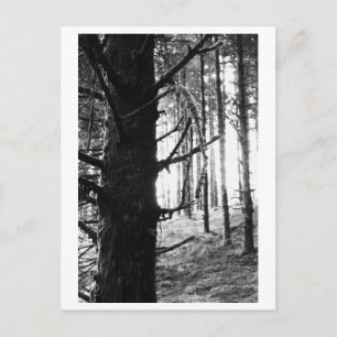 Tree Photography - Druantia Postcard