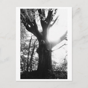 Tree Photography - Elanie Postcard