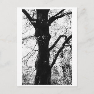 Tree Photography - Ilana Postcard