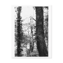Tree Photography - Nikki