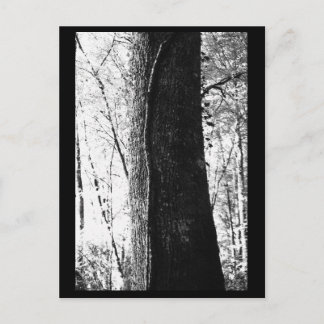 Tree Photography Postcard