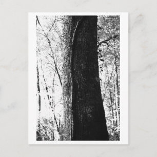 Tree Photography - Woody Postcard