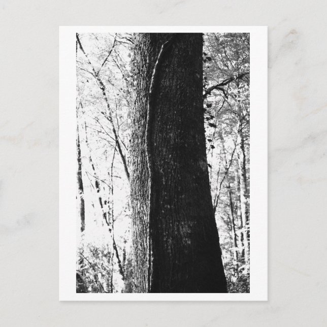 Tree Photography - Woody Postcard (Front)