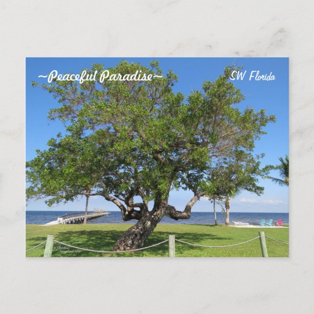 Tree Pier Chairs Ocean Florida Postcard (Front)