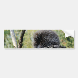 Tree Porcupine Bumper Sticker