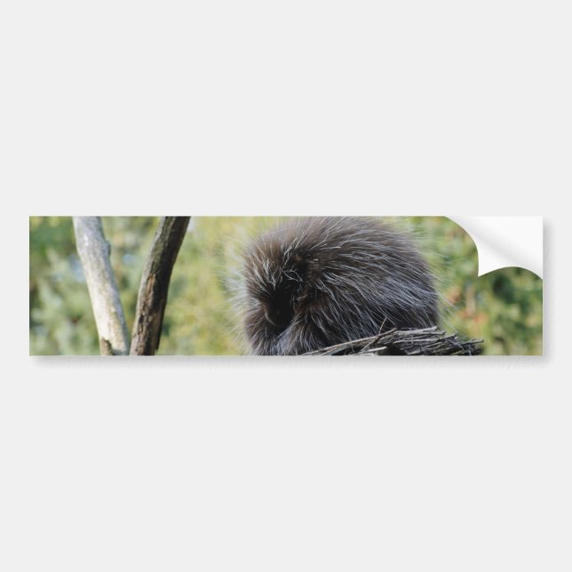 Tree Porcupine Bumper Sticker (Front)