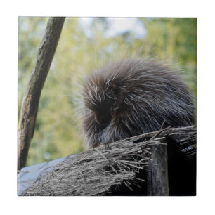 Tree Porcupine Ceramic Tile