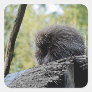 Tree Porcupine Square Sticker
