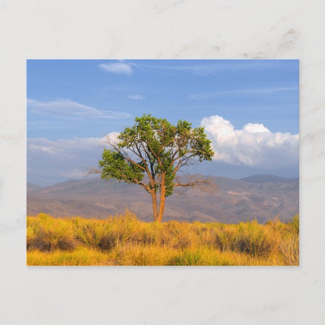 Tree Postcard (Front)