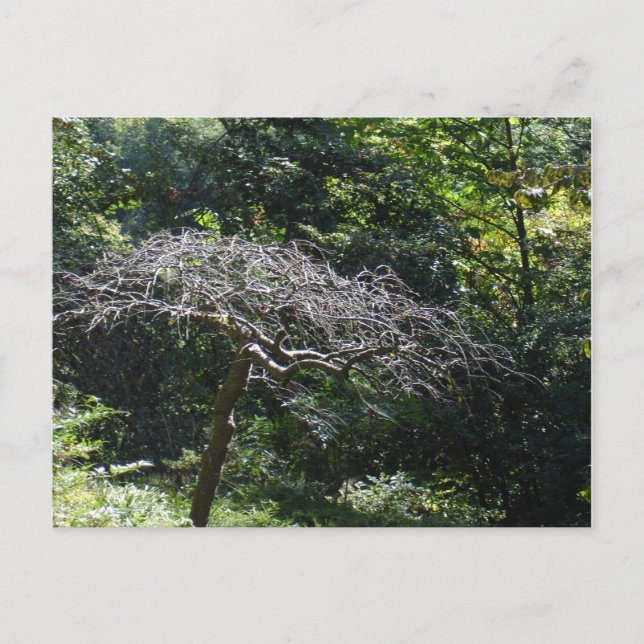 Tree Postcard (Front)