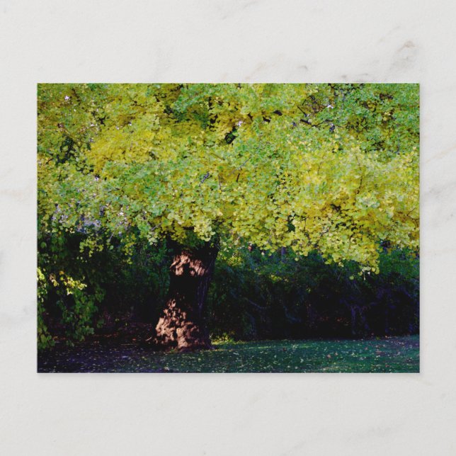 tree postcard (Front)