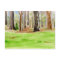 Tree postcard