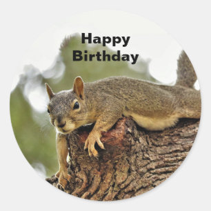Tree Reclining Squirrel  Birthday Classic Round Sticker