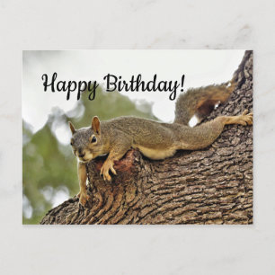 Tree Reclining Squirrel Birthday Postcard