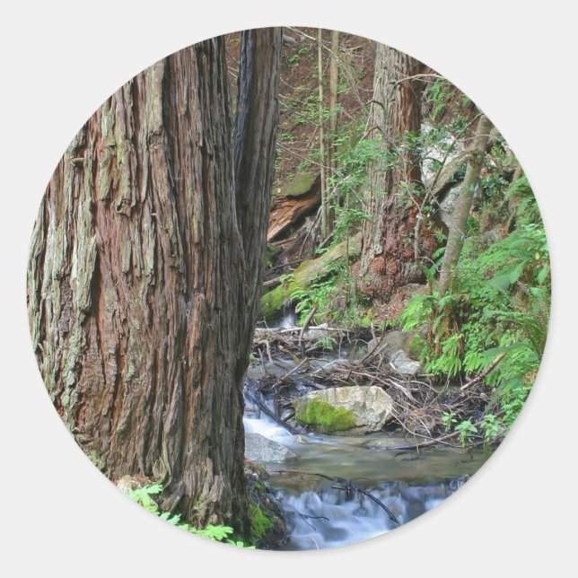 Tree Redwood Stream Classic Round Sticker (Front)