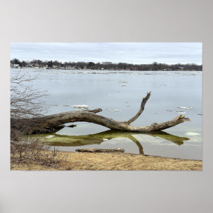 Tree Reflection in River Poster