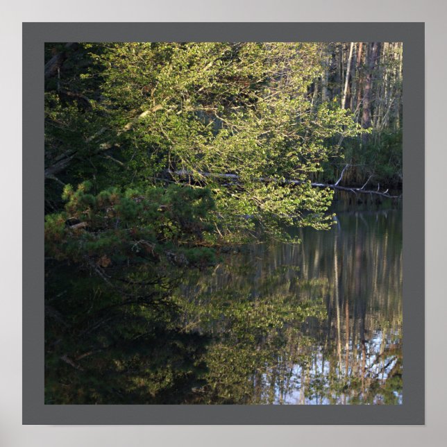 Tree Reflections Poster (Front)