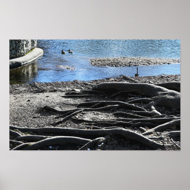 Tree Roots Photo Poster (Front)