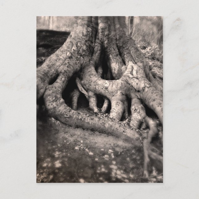 Tree Roots Postcard (Front)