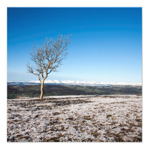 Tree Scout Scar Old Man of Coniston background Photo Print