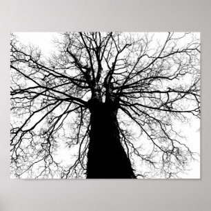 Tree Silhouette in Black and White Poster