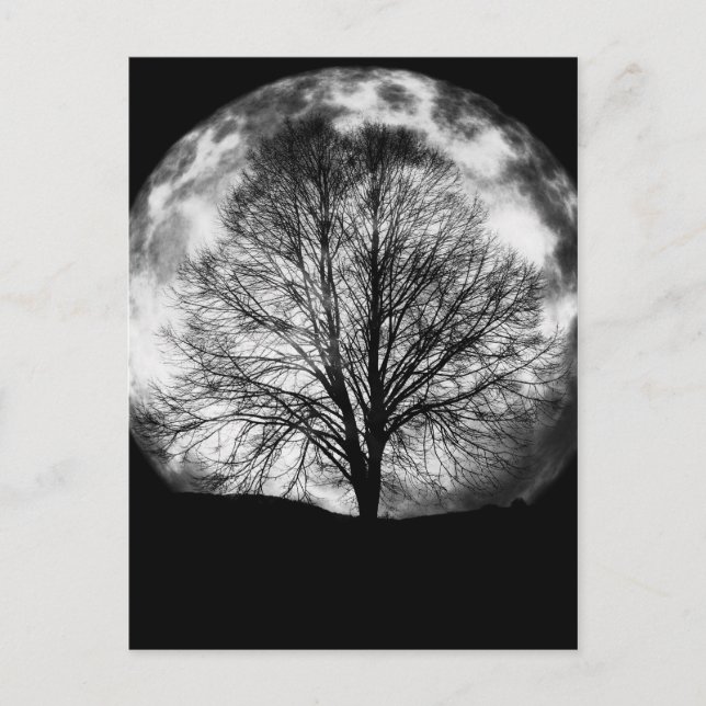Tree Silhouette in Front of a Full Moon Postcard (Front)