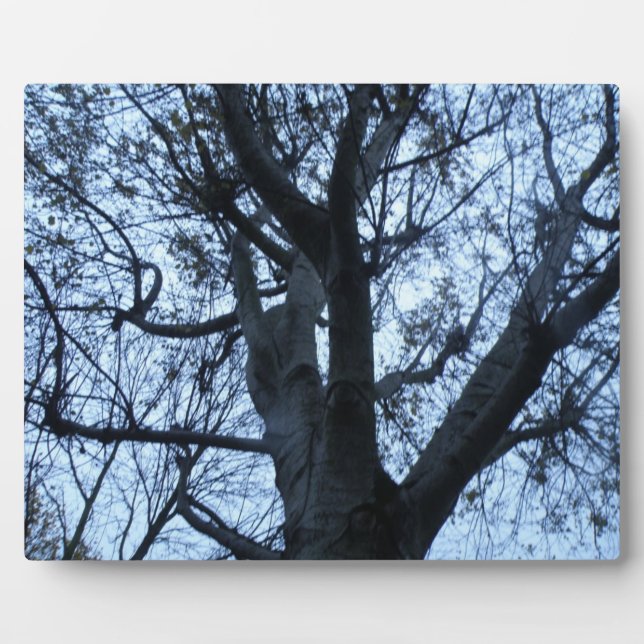 Tree Silhouette Photograph Plaque (Front)