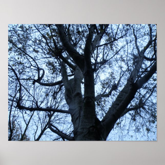 Tree Silhouette Photograph Print (Front)