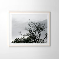 Tree Silhouette Powerscourt Gardens Photography