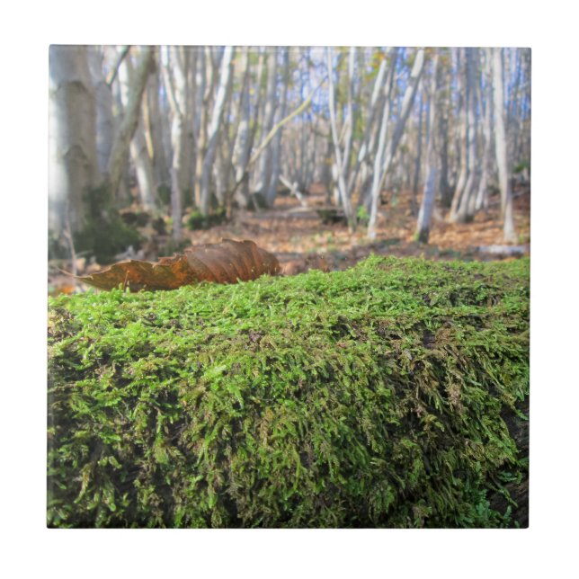 Tree Slumbers in Autumn Moss - Custom Ceramic Tile (Front)