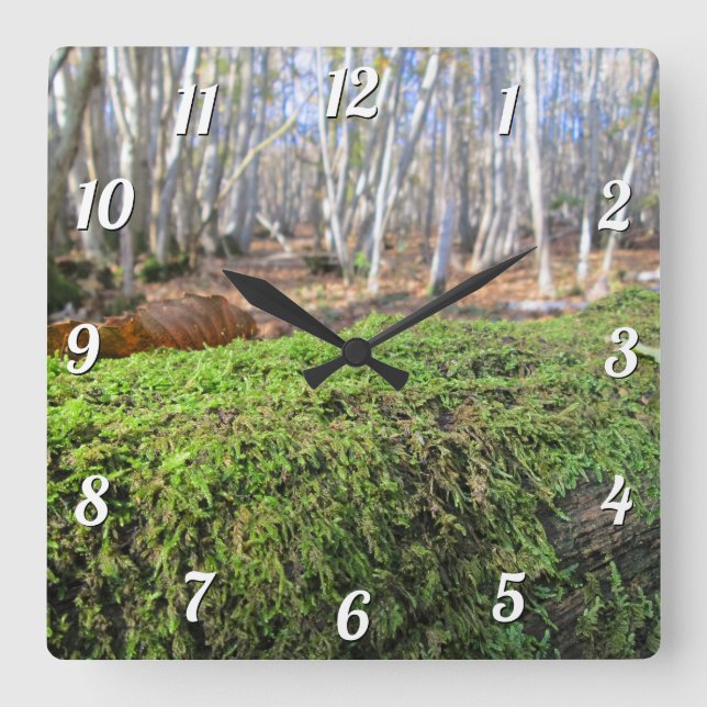 Tree Slumbers in Autumn Moss - Custom Square Wall Clock (Front)