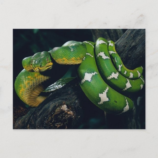Tree Snake Postcard (Front)