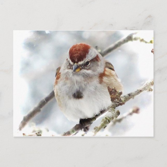 Tree Sparrow in Winter Postcard (Front)