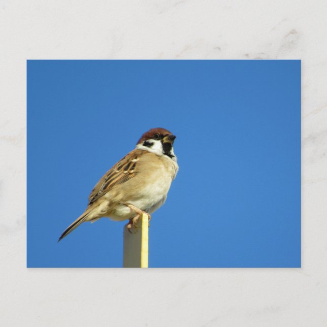 Tree Sparrow (suzume): Japan Postcard (Front)