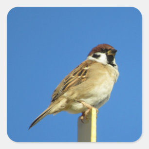 Tree Sparrow (suzume): Japan  Square Sticker