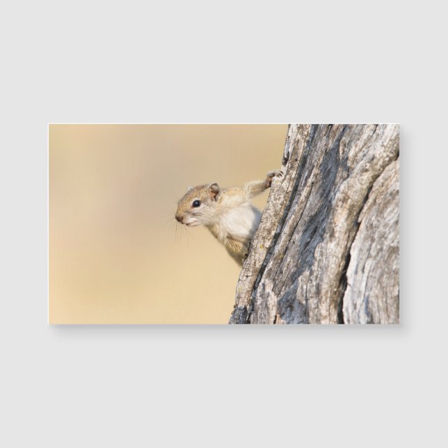 Tree squirrel (Front)