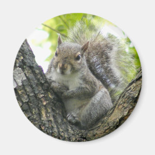 Tree Squirrel Magnet