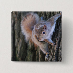 Tree Squirrel  Pin