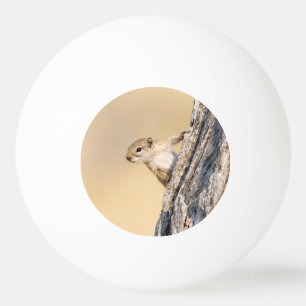 Tree squirrel ping pong ball