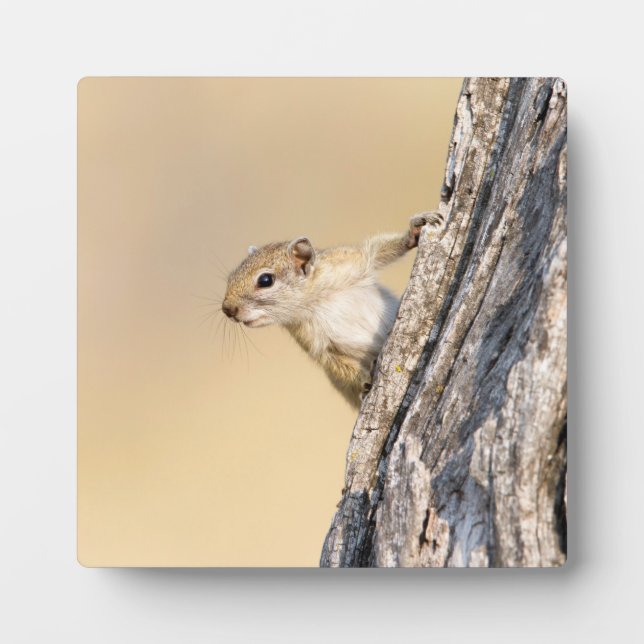 Tree squirrel plaque (Front)