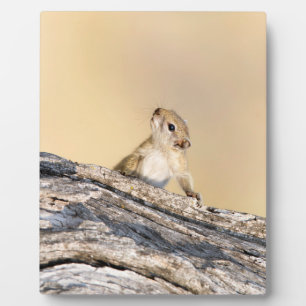 Tree squirrel plaque