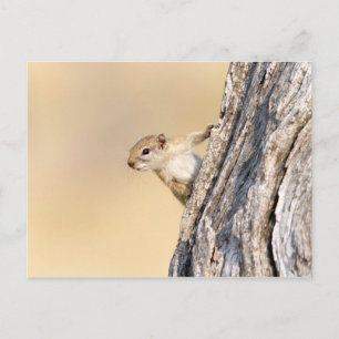 Tree squirrel postcard
