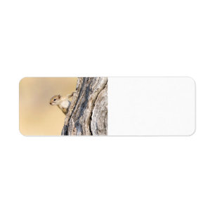 Tree squirrel return address label