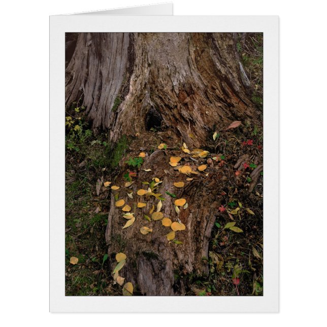 "Tree Stump & Fodder" (Front)