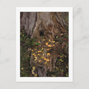 "Tree Stump & Fodder" Postcard