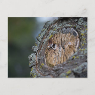 Tree Stump Photography Postcard