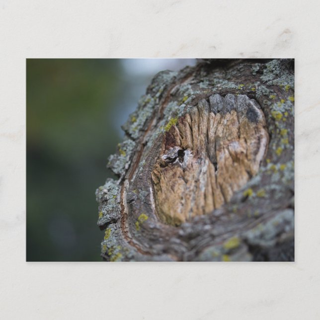 Tree Stump Photography Postcard (Front)