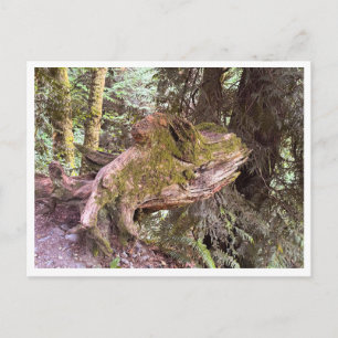 Tree stump postcard